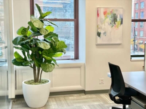 Fiddle Leaf Fig Tree for offices