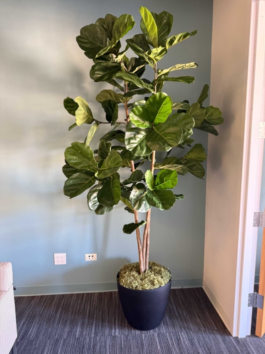 fiddle-leaf-fig-tree-fake-trees-silk-trees-the-silk-thumb-1